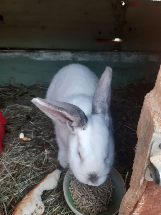 Vând sau schimb iepuri  jud HD com Balsa