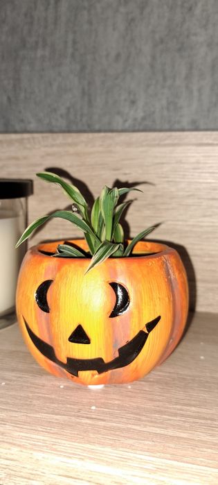 Chlorophytum / Растението Паяк