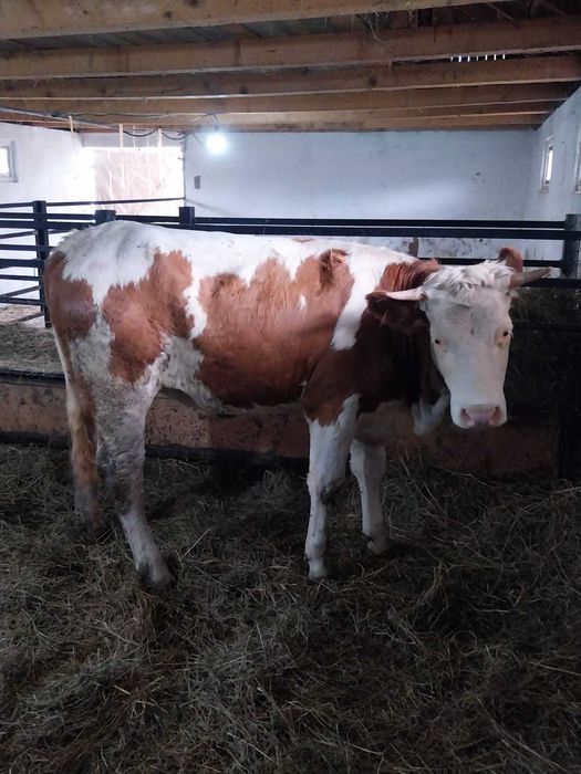 Vând Junincă Bălţată Românească