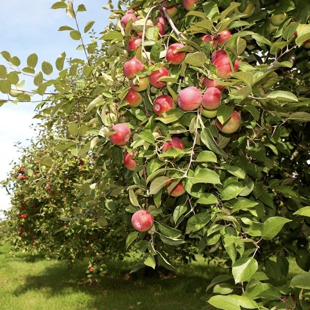 Suc natural de mere 3L