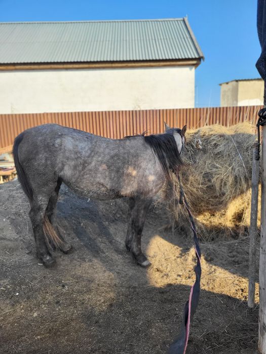 Буаз бие сатылады