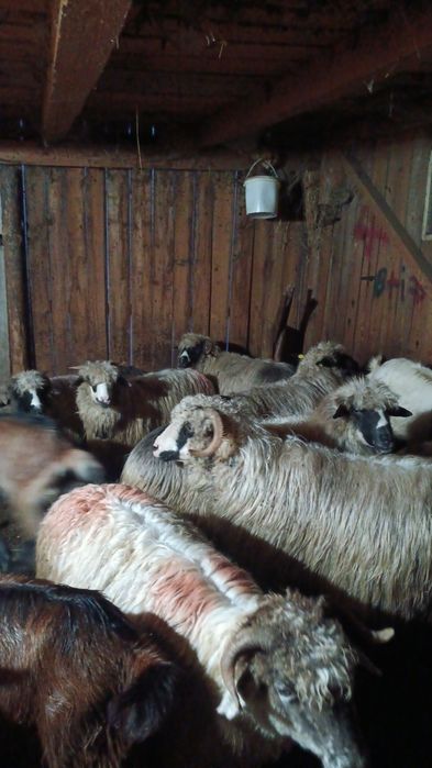 Dau la schimb 7 oi bune pe o manză