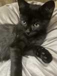 Pui de pisică drăgălaş spre adopție