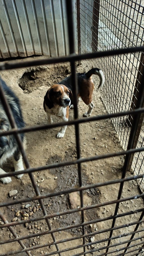 Ofer spre adopție Beagle