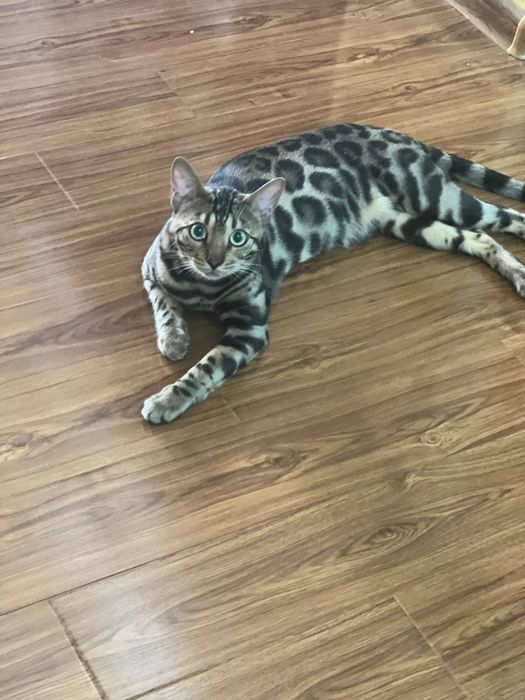 Бенгальская кошка