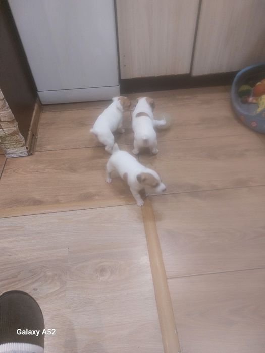 Продавам Джак-ръсели на първа ваксина