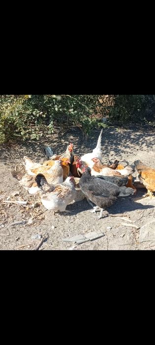 12 тауық 2 атеш сатылад 35 мын тенге саудасы бар. аягозде тур