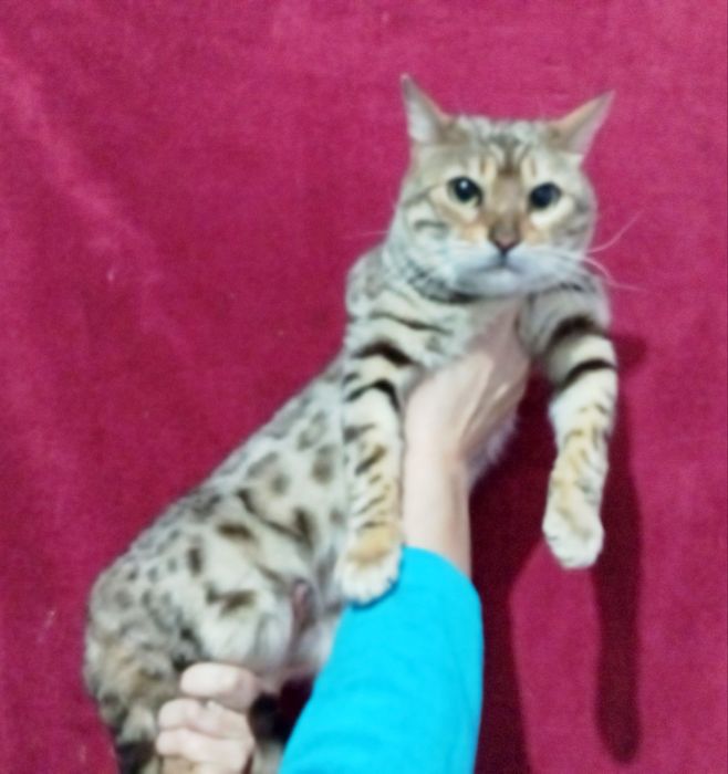 Бенгальская кошка в любимцы