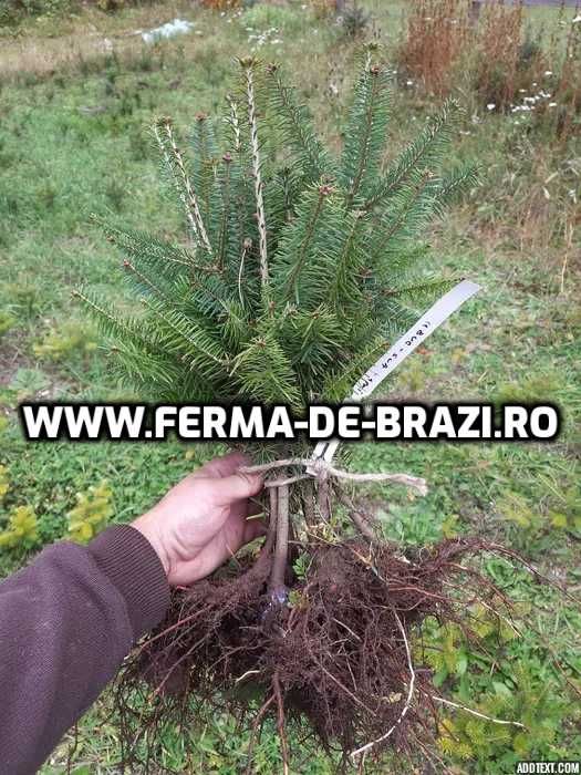 Pachet 50 bucati puieti brad, molid argintiu mixt STANDARD-10 specii