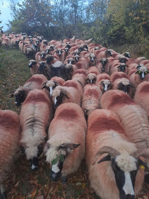 Oi și berbeci se vând toate