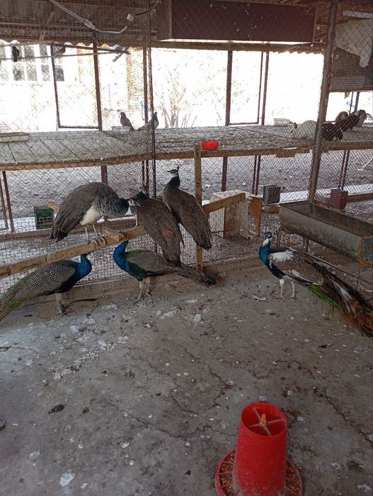 Продам павлинов Авлак и индийский