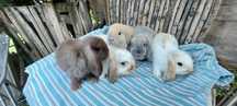Iepure Pitic Holland Lop Mini Lop Iepurasi Berbec Pitic
