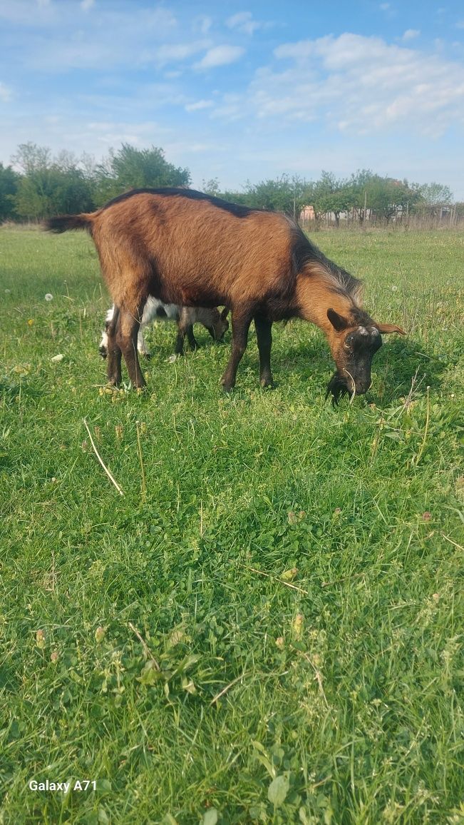 Vând țap alpin tânar