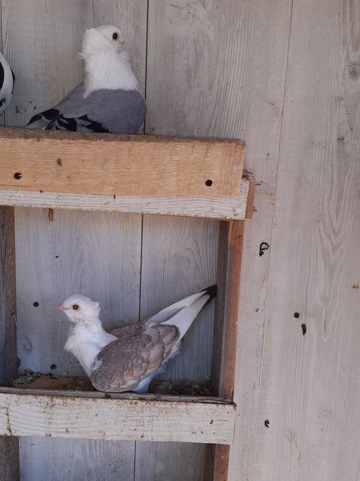 Vand o perechi de satineți  și un mascul de anul asta posta