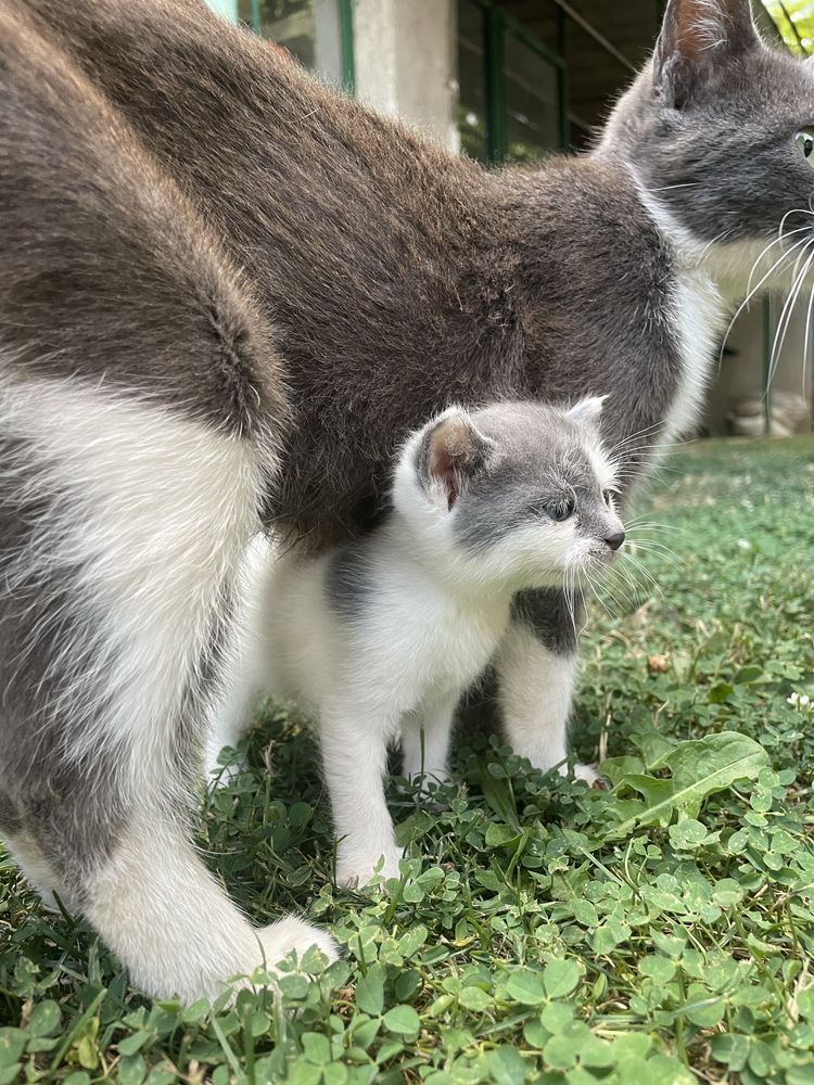 Две малки котета