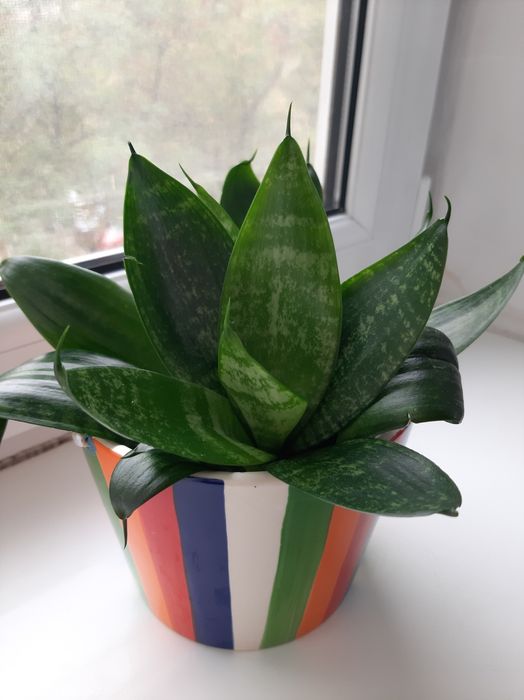 Продаю прекрасные комнатные растения