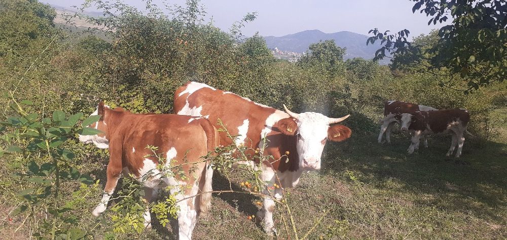 Vaci Tăurași Juninci de vînzare la pachet