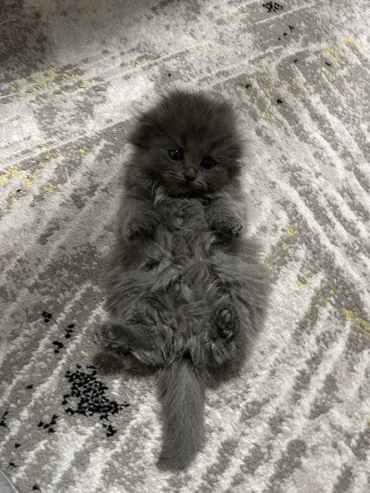 Вислоухий котёнок