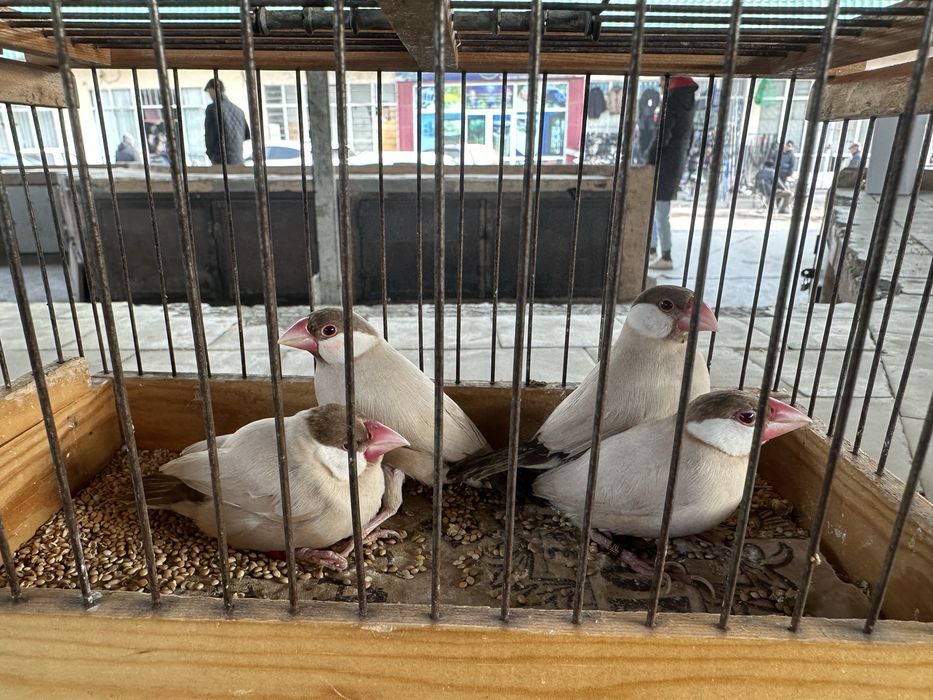 Рисовый Амадин 2 пары дешево