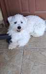 Donez urgent mascul bichon