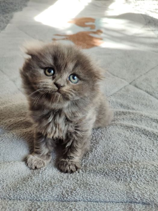 котенок скотиш фолд девочка хайленд