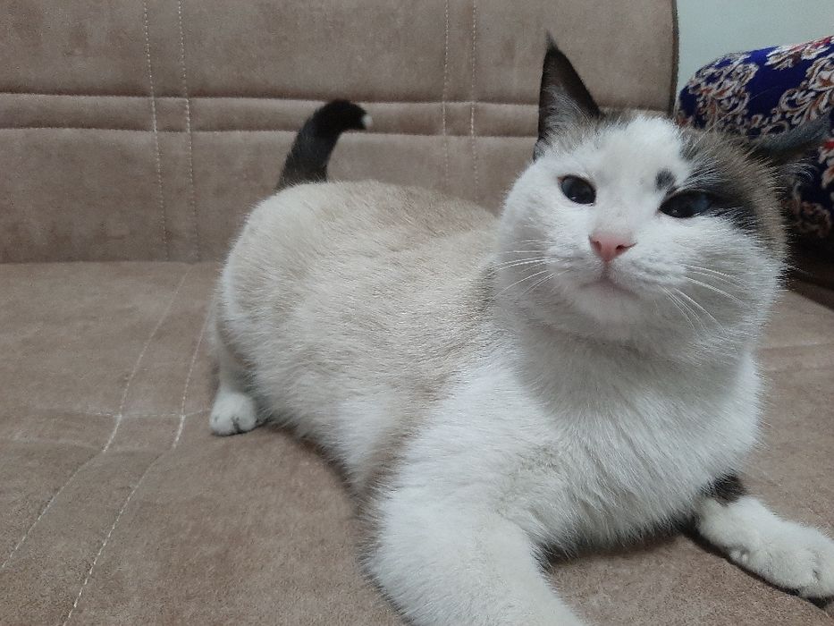 Голубаглаза кошка