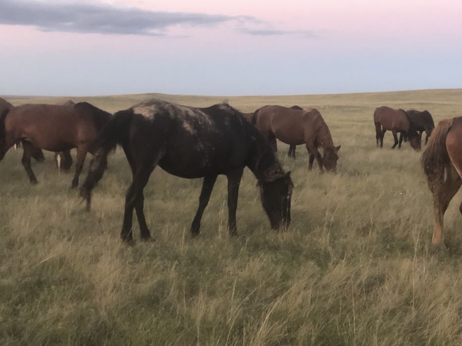 Продам лошадей оптом