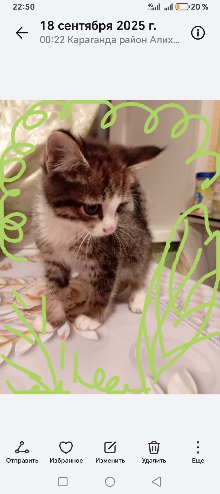 Очень милые котята