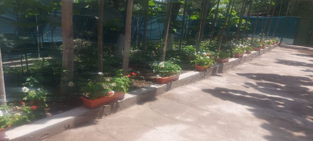 Герань кросата природы