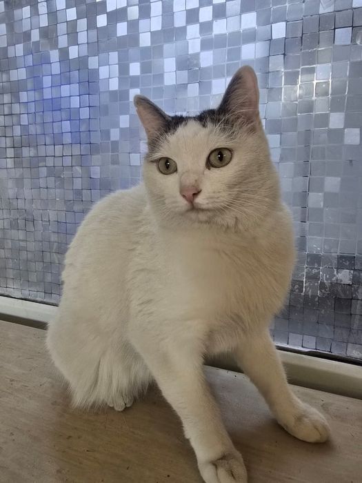 Кошечки мечтают жить дома!