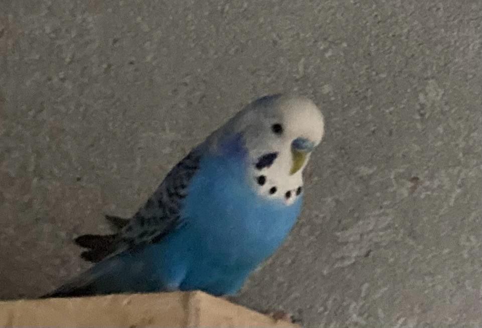 Pereche persui / papagl