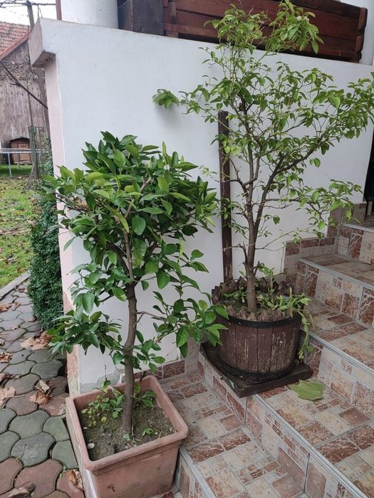 Arbori de lămâi de 1,7 m nealtoiți