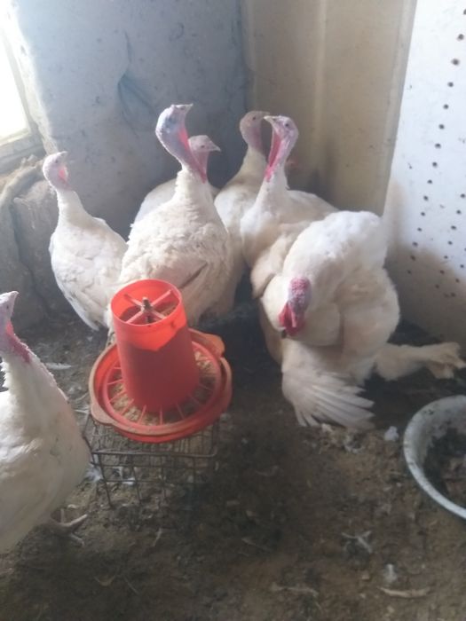 Induq bic 6 20kg o‘yda boqilg‘on makka budoy bilan gormo‘n urilmog‘on