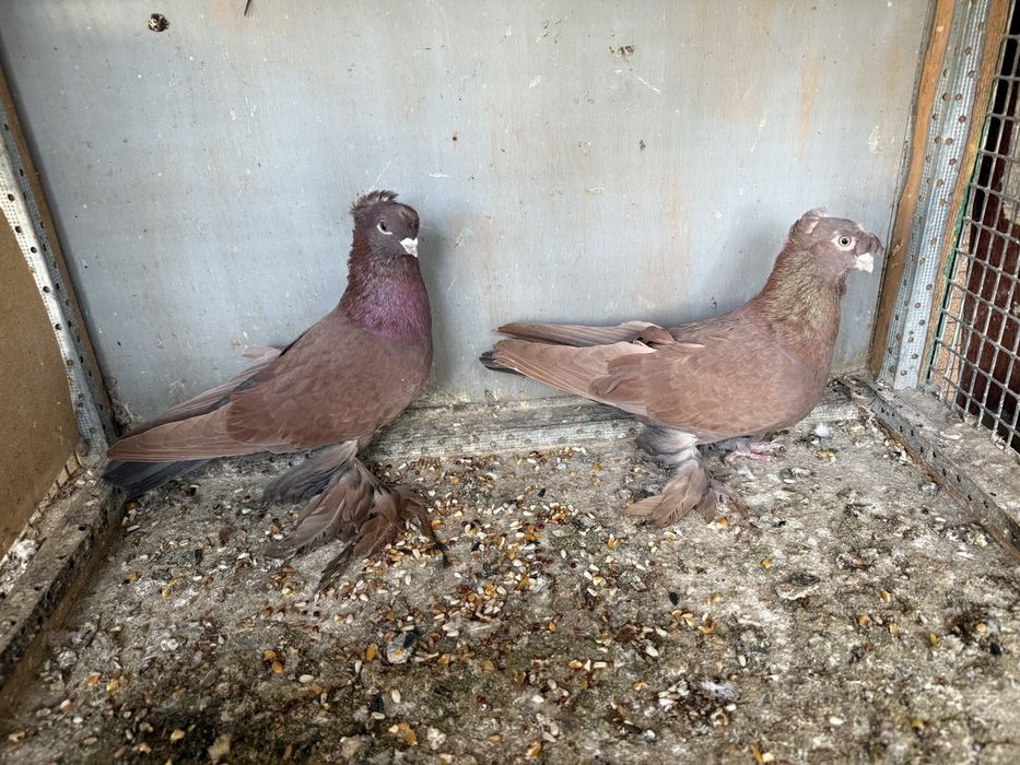 Kaptarla sotiladi kabutar, голубь голуби kaptar