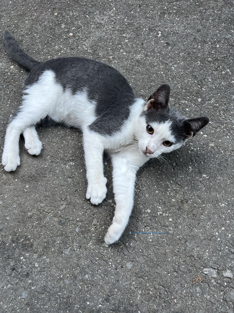 Adoptie pisicute   4luni