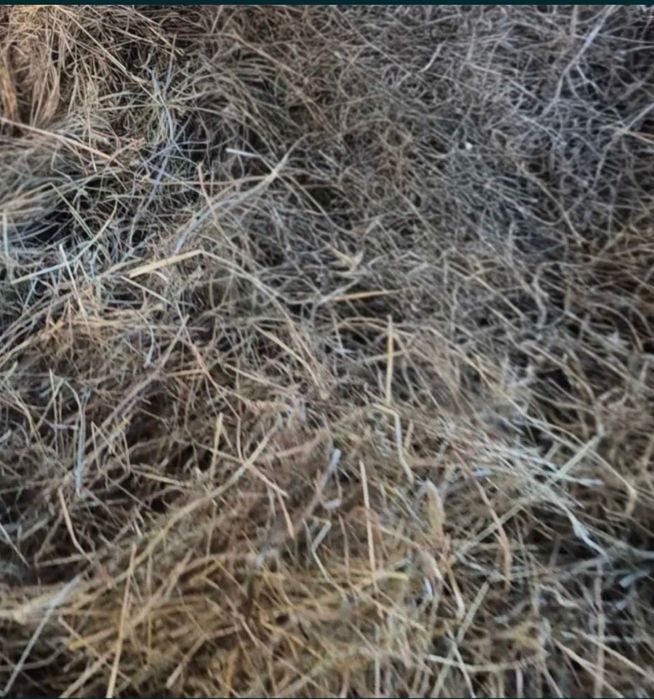 Vand otava cu lucerna