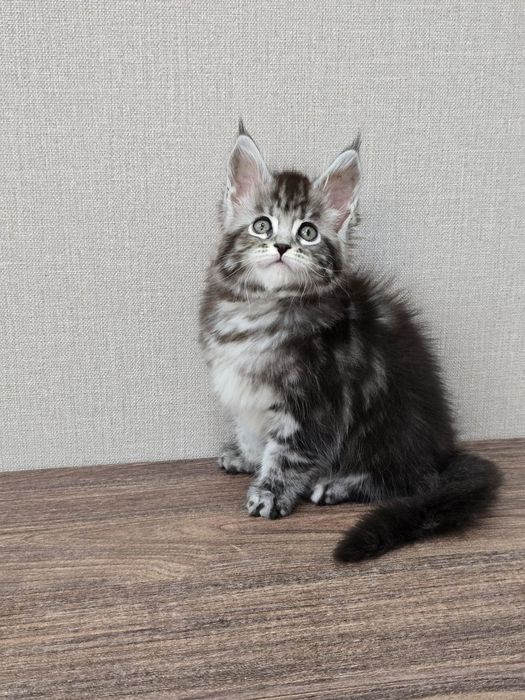 Мейн-кун девочка