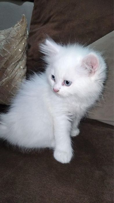 Motanel Ragdoll Flame  Point