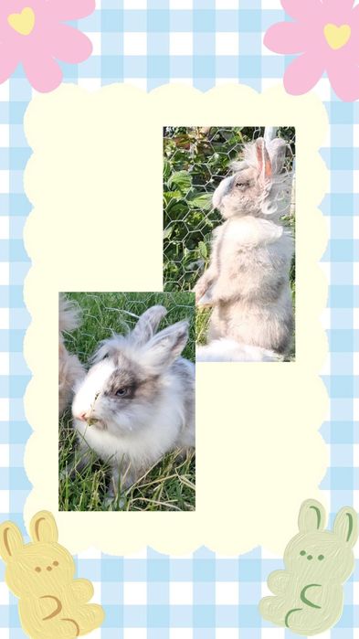 Iepuri pitici de companie