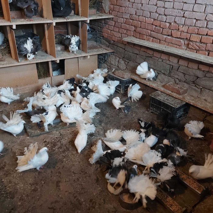 Продавам гълъби Финерлии - бели, сиви и пъстри.