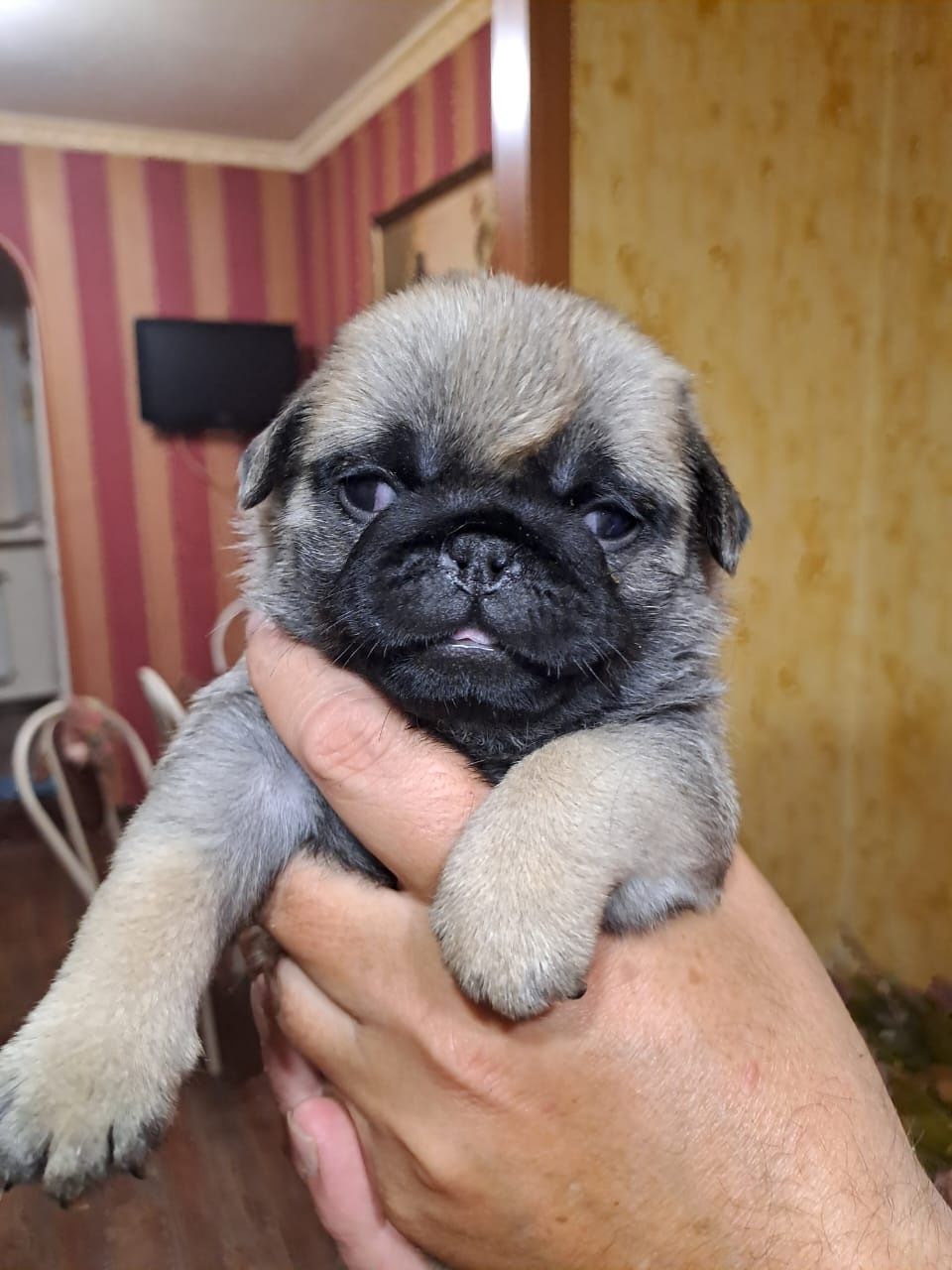 Продам щенков Мопса.