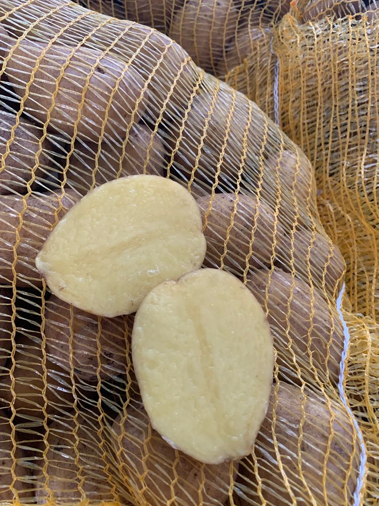 Картофи сорт Сорая