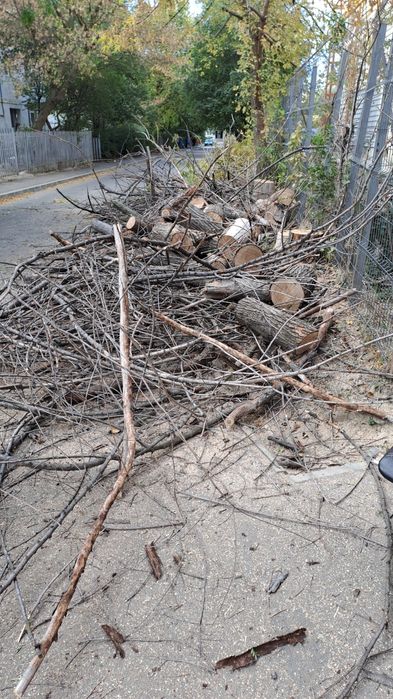 Taiere Copaci Periculoși/Alpinism utilitar