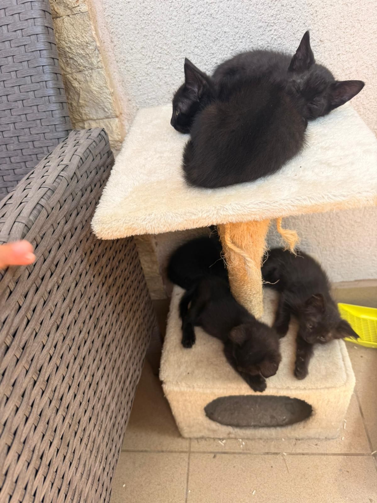 Ofer spre adoptie pui de pisica! Vârsta aprox 2 luni!