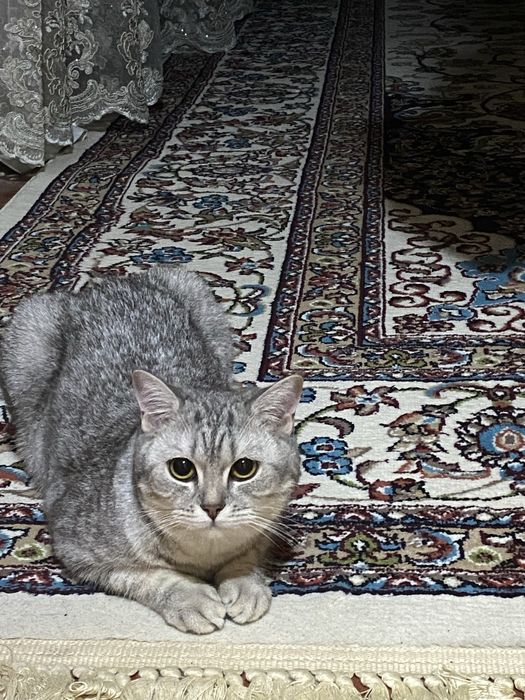 Отдам за символическую плату