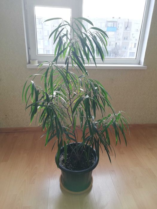 Комнатный цветок, фикус али