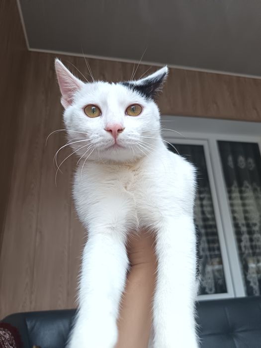 Uy mushugi, 6 oylik ortancha bepulga beriladi