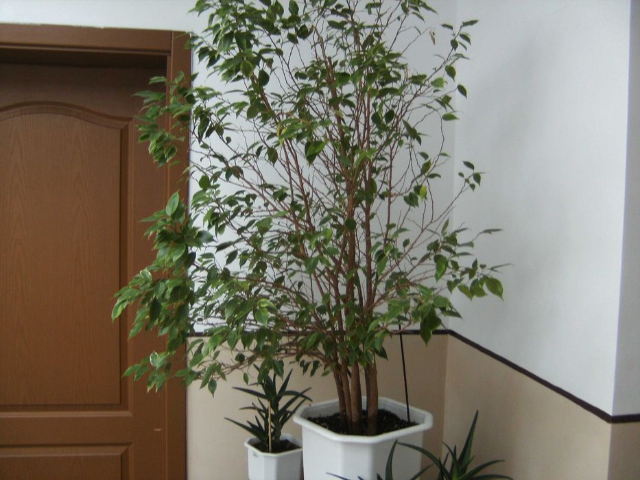 фотоапара TRAVELER DC-7900