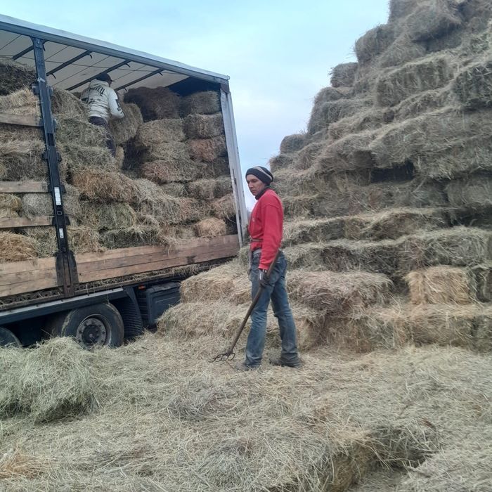 Baloti fan sau lucerna Rotunzi 40.Drept.500;Pomi Aluni Nuc.Castan.Afin