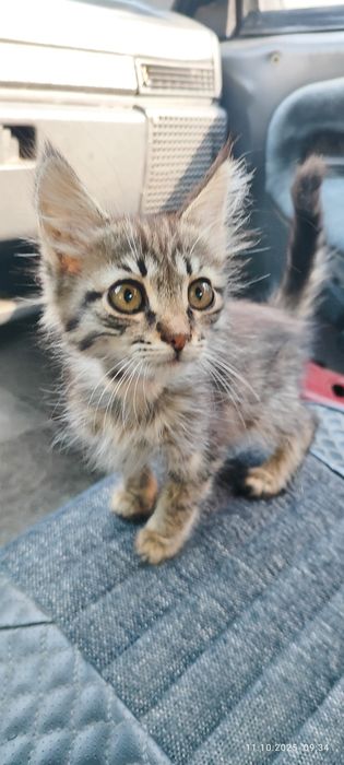 Котята даром в хорошие руки